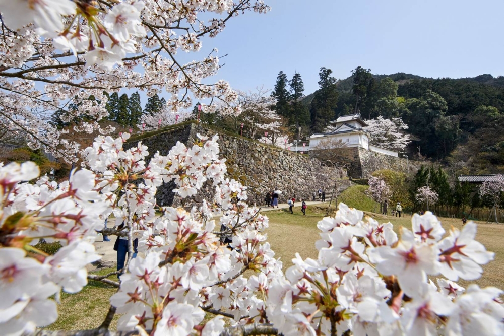 櫻花盛開的出石城下町充斥滿滿日式復古風情